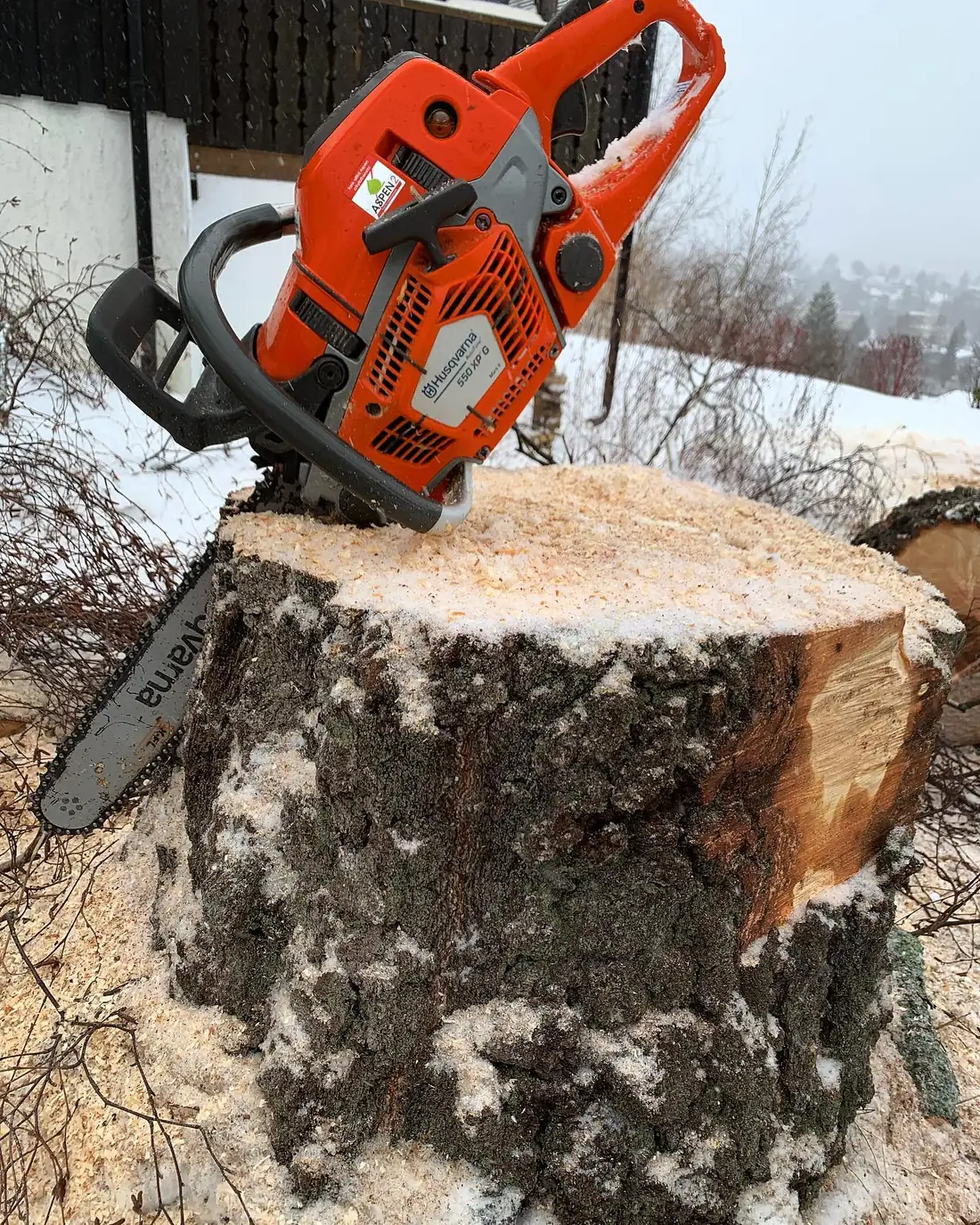 Motorsag på fersk stubbe