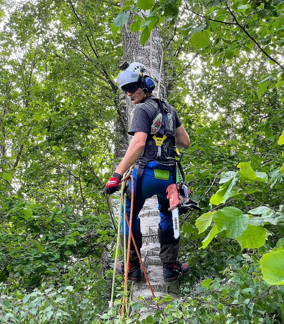Trefelling